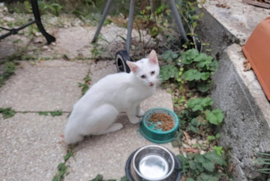Alerte Découverte Chat Femelle Périgueux France Alerte Découverte Chat Femelle Périgueux France