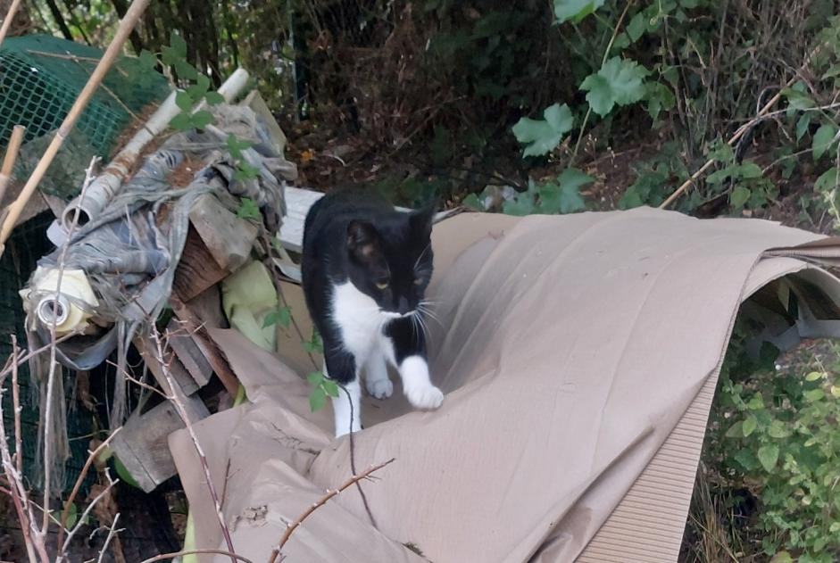 Alerte Découverte Chat  Mâle Fontenay-le-Vicomte France
