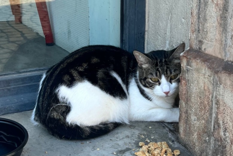Alerte Découverte Chat Inconnu Béziers France