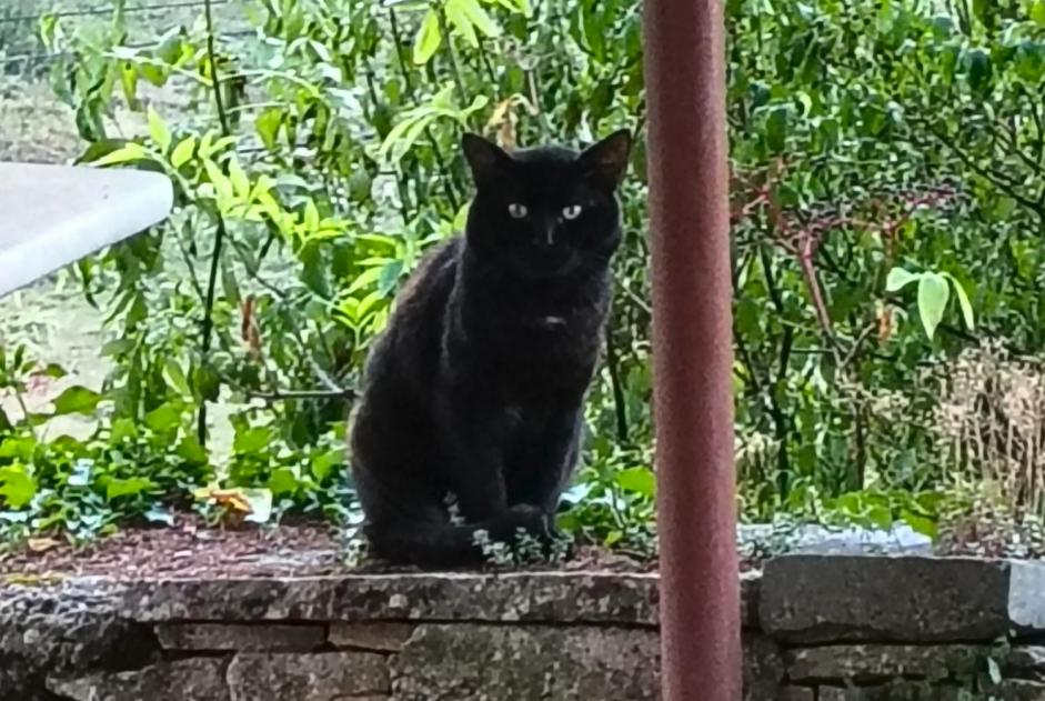 Alerte Découverte Chat Mâle Crémieu France