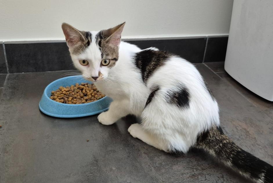 Alerte Découverte Chat Femelle Villemoirieu France