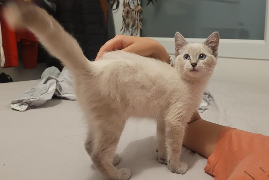 Alerte Découverte Chat Mâle Fontanil-Cornillon France