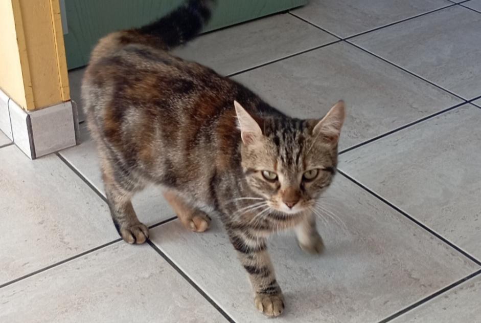 Alerte Découverte Chat Inconnu Bonchamp-lès-Laval France Alerte Découverte Chat Inconnu Bonchamp-lès-Laval France