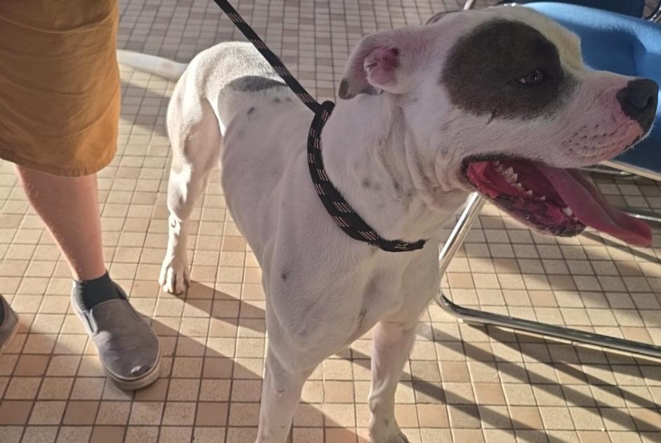 Alerte Découverte Chien croisement Mâle Muneville-sur-Mer France