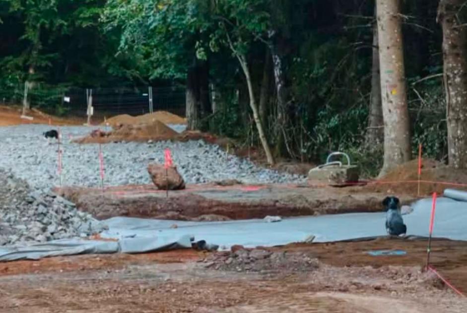 Alerte Découverte Chien  Inconnu Saint-Genès-Champanelle France