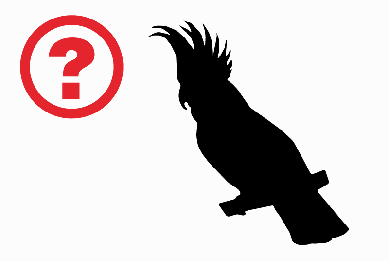 Discovery alert Bird Unknown Pamiers France Discovery alert Bird Unknown Pamiers France