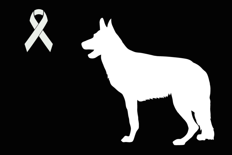 Fundmeldung Hund  Unbekannt Saint-Martin-de-Crau Frankreich