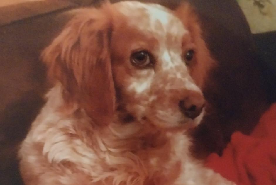 Avviso scomparsa Cane  Femmina , 13 anni Montdragon Francia