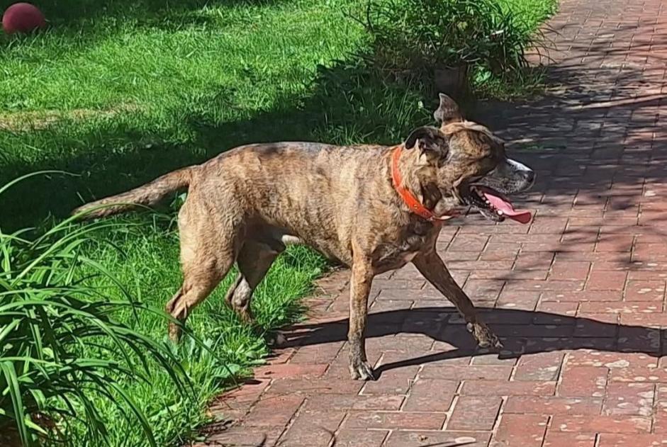 Avviso Ritrovamento Cane Maschio Treis-Sants-en-Ouche Francia