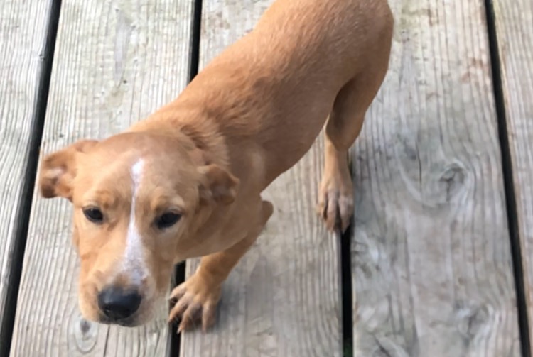 Avviso Ritrovamento Cane Femmina Maillé Francia Avviso Ritrovamento Cane Femmina Maillé Francia