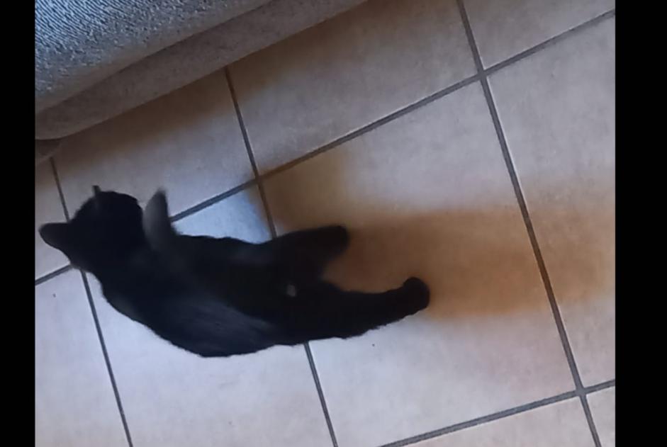 Avviso scomparsa Gatto Maschio , 1 anni Espalion Francia