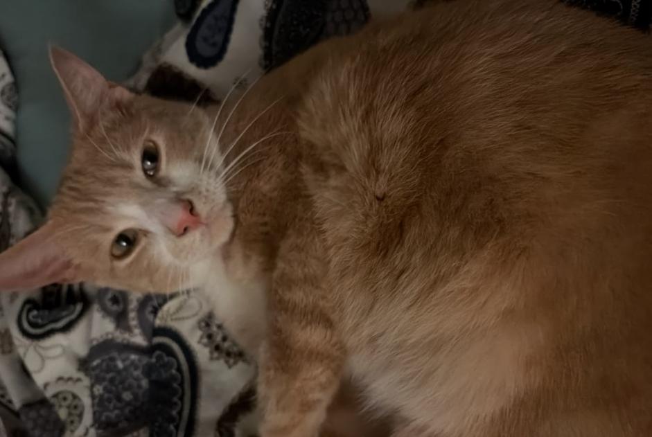 Avviso scomparsa Gatto Maschio , 1 anni Bethoncourt Francia