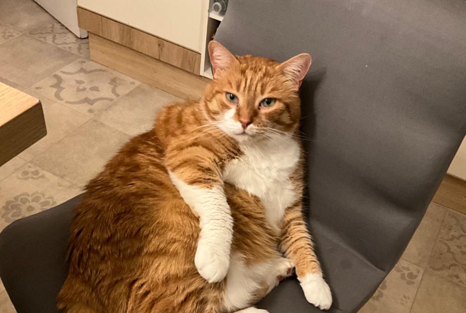Avviso scomparsa Gatto  Maschio , 10 anni Le Meux Francia