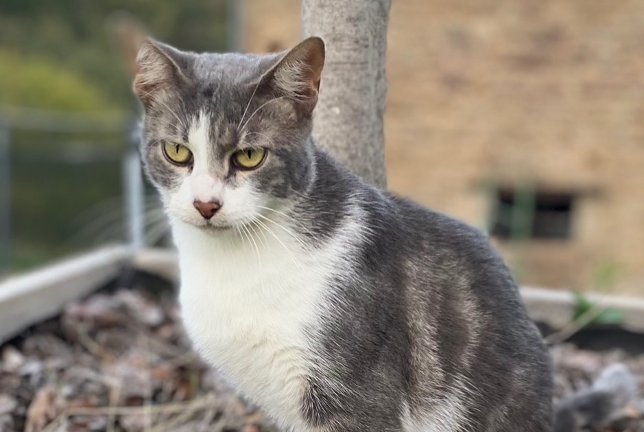 Avviso scomparsa Gatto Maschio , 3 anni Chaponnay Francia Avviso scomparsa Gatto Maschio , 3 anni Chaponnay Francia