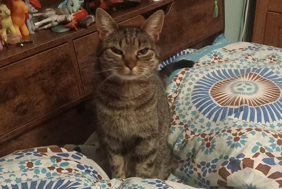 Avviso scomparsa Gatto incrocio di razze Femmina , 7 anni La Compôte Francia