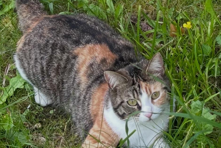 Avviso scomparsa Gatto Femmina , 2 anni Osny Francia