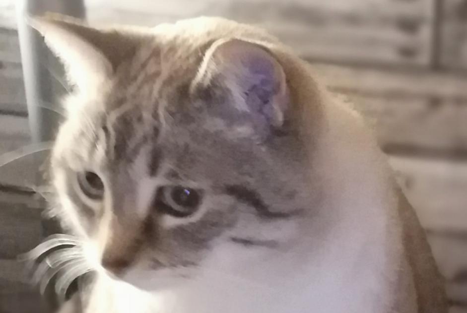 Avviso scomparsa Gatto incrocio di razze Femmina , 10 anni Pouzauges Francia Avviso scomparsa Gatto incrocio di razze Femmina , 10 anni Pouzauges Francia