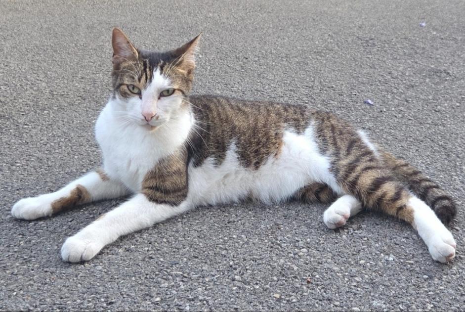 Avviso Ritrovamento Gatto Maschio , 4 anni Tergnier Francia Avviso Ritrovamento Gatto Maschio , 4 anni Tergnier Francia