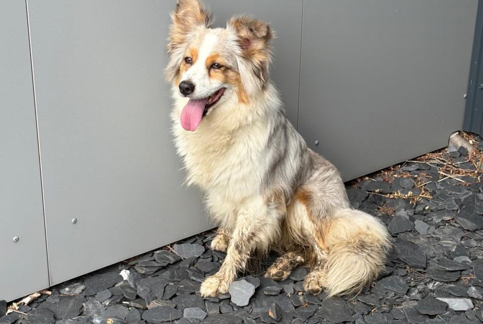 Ontdekkingsalarm Hond Onbekend Le Landin Frankrijk Ontdekkingsalarm Hond Onbekend Le Landin Frankrijk