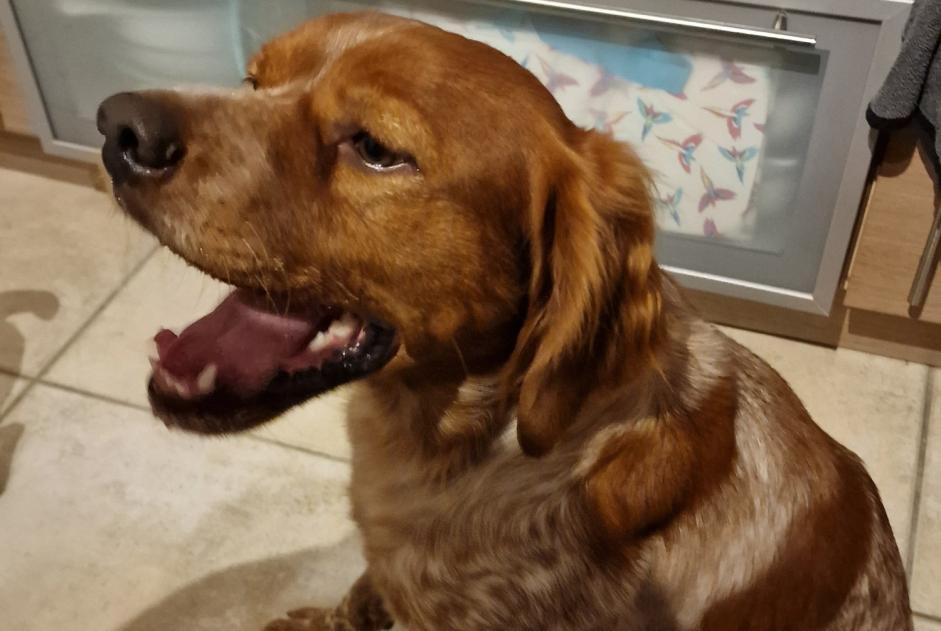 Ontdekkingsalarm Hond  Mannetje Saint-Herblain Frankrijk