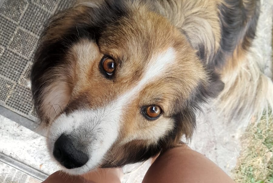 Verdwijningsalarm Hond rassenvermenging Vrouwtje , 6 jaar Erp Frankrijk