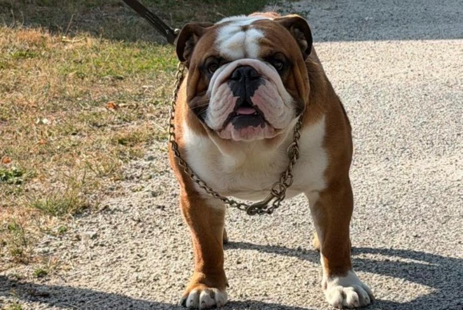 Verdwijningsalarm Hond  Mannetje , 1 jaar Breuilpont Frankrijk