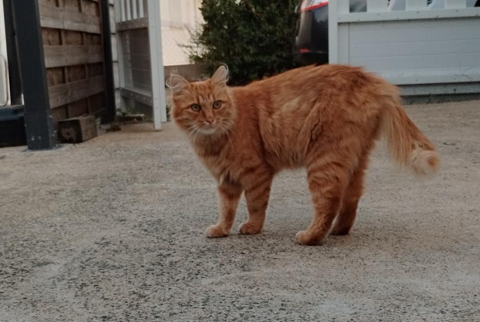 Ontdekkingsalarm Kat Onbekend , 1 jaar Saint-Joachim Frankrijk