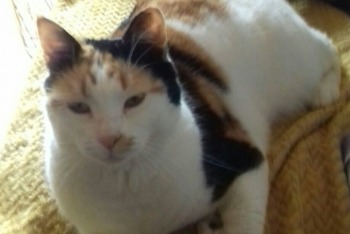 Alerta desaparecimento Gato  Fêmea , 7 anos ALES France