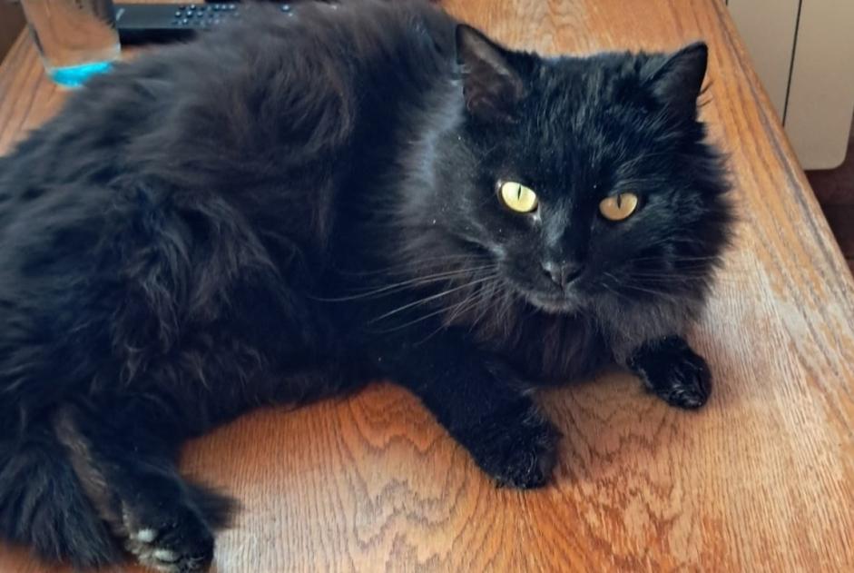Alerta desaparecimento Gato Fêmea , 6 anos Geneuille France Alerta desaparecimento Gato Fêmea , 6 anos Geneuille France