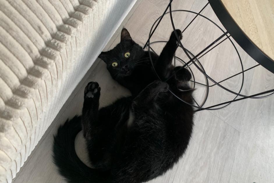 Alerta desaparecimento Gato Fêmea , 2 anos Saint-Prest France