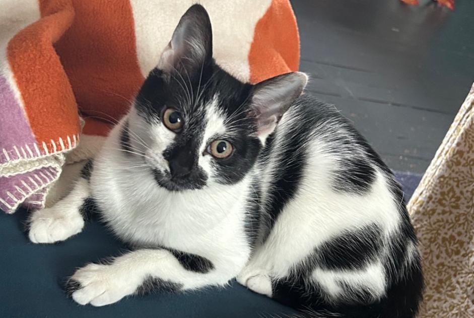Alerta desaparecimento Gato cruzamento Fêmea , 2 anos Nantes France