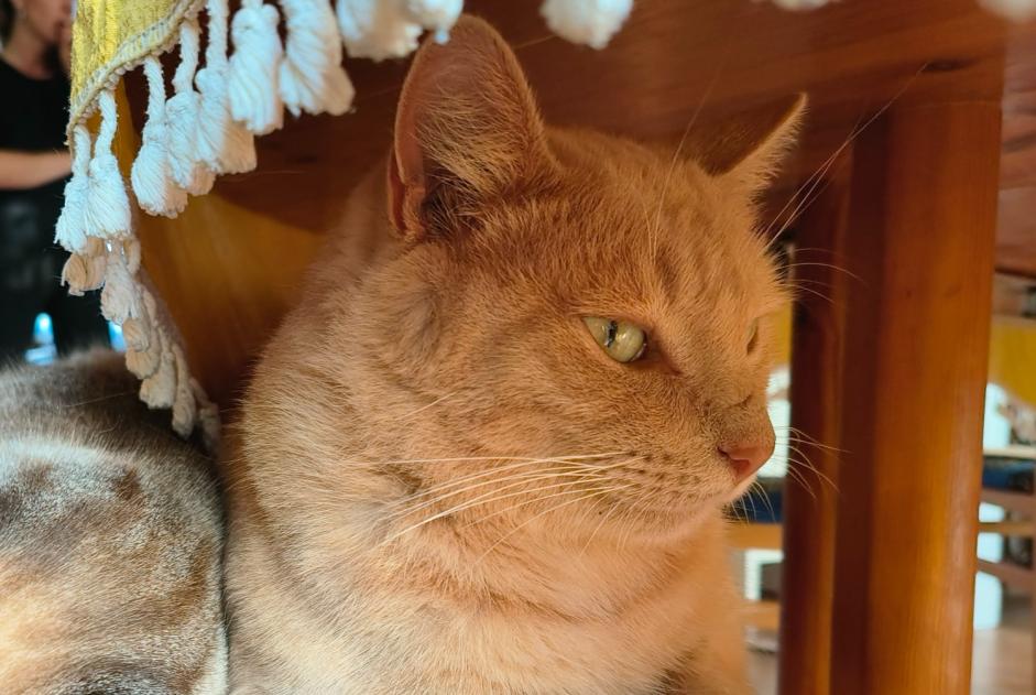 Alerta desaparecimento Gato Macho , 4 anos Guérande France