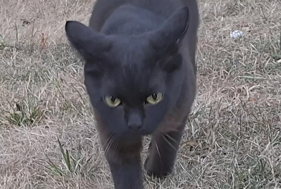 Alerta desaparecimento Gato Fêmea , 1 anos Parmain France Alerta desaparecimento Gato Fêmea , 1 anos Parmain France