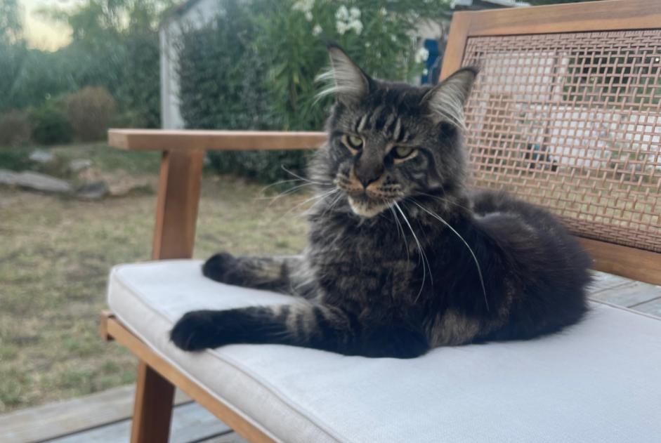 Alerta desaparecimento Gato Macho , 3 anos Les Sables-d'Olonne France Alerta desaparecimento Gato Macho , 3 anos Les Sables-d'Olonne France