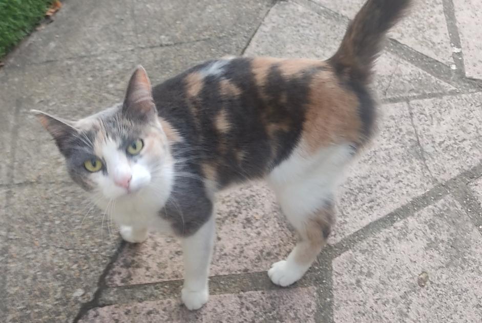 Alerta descoberta Gato Fêmea Mainvilliers France Alerta descoberta Gato Fêmea Mainvilliers France