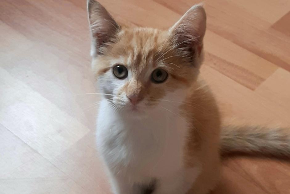 Alerta descoberta Gato  Macho Rezé France