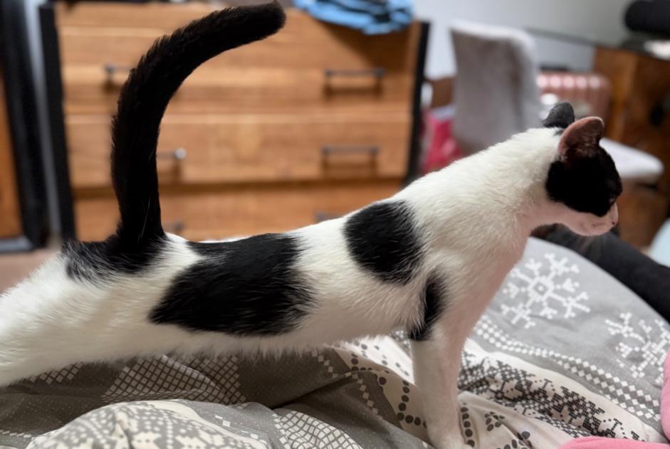 Alerta descoberta Gato cruzamento Fêmea , 2 anos Mouy France